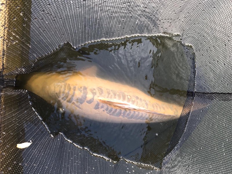 A 35-13 Ghost Mirror in the net!