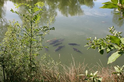 Carp In Water