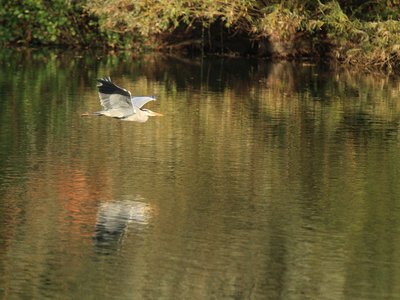 Cheery%20Lakes%20Heron