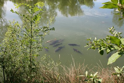 Cherry Pool Carp sunbathing.JPG