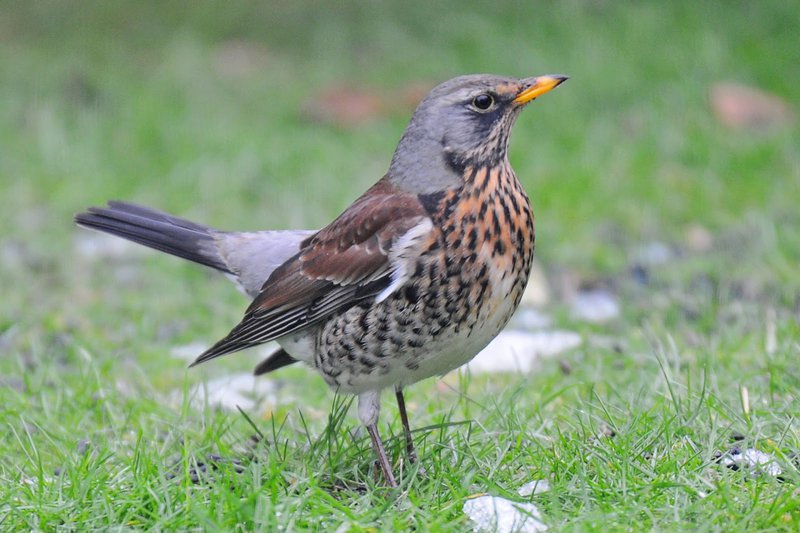 Fieldfare1.jpg