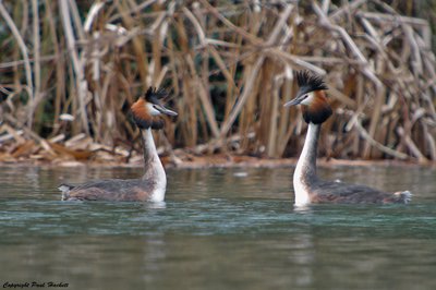Grebes