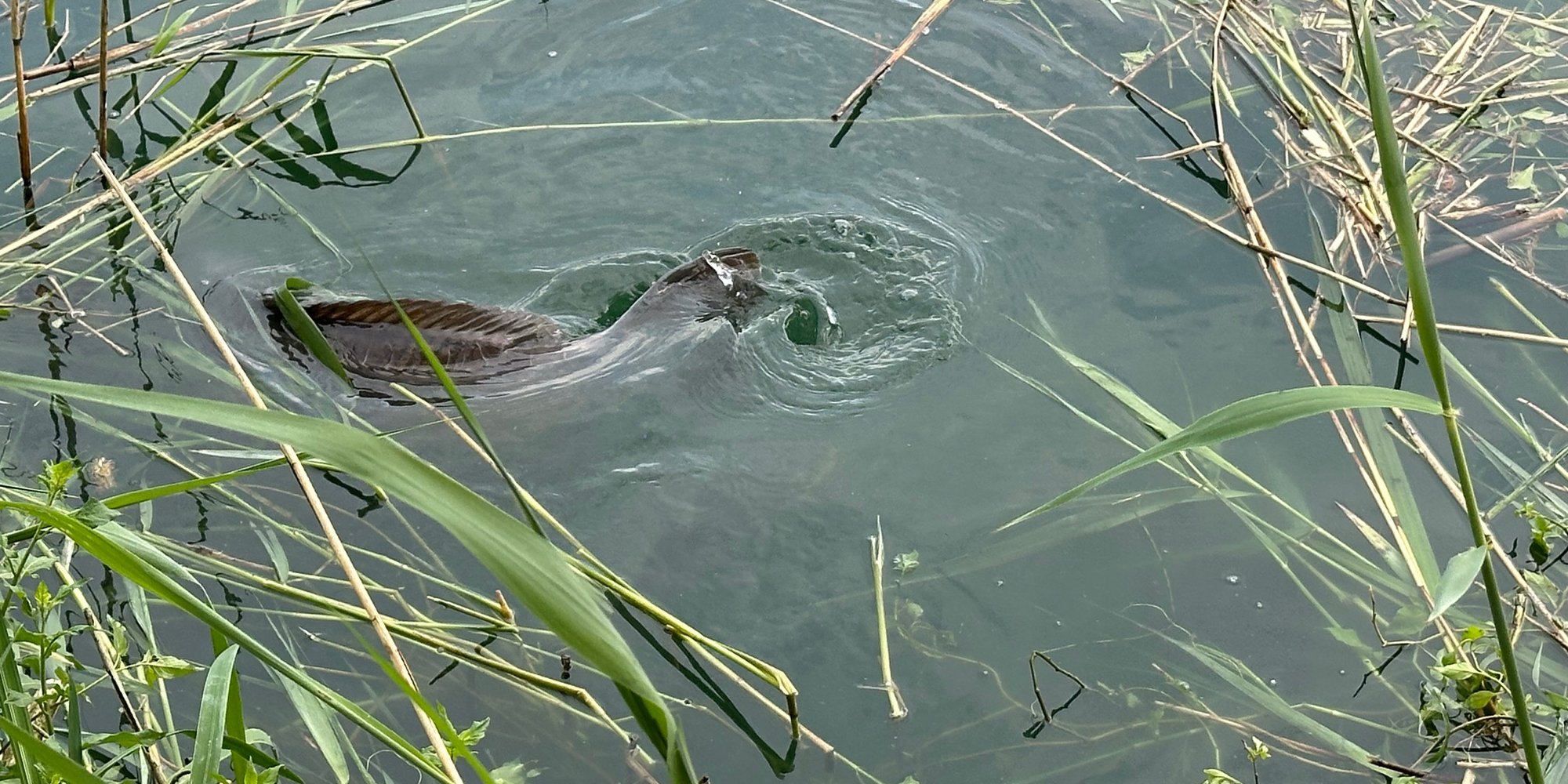 Carp spawning