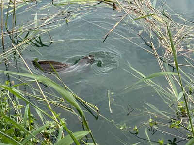 Carp spawning