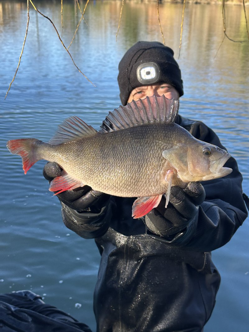 A cracking Cherry  Springs Perch around 3lb