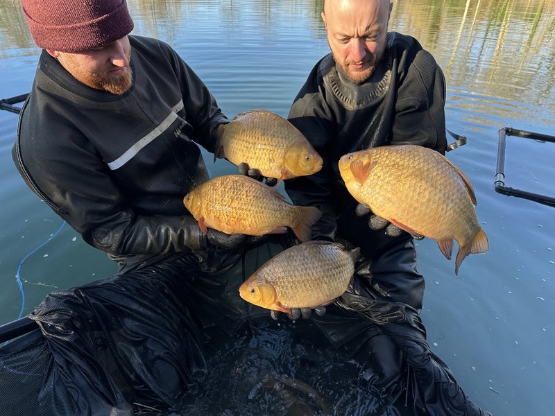 Crucian Carp
