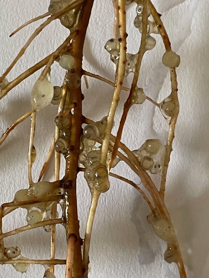 Carp eggs with their nuclei developing can easily be seen on the Willow Tree root