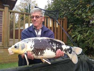Malcolm Williams a 20lb Koi Carp from Cherrry Pool making a rare visit to the bank.