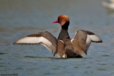 Red Crested Pochard