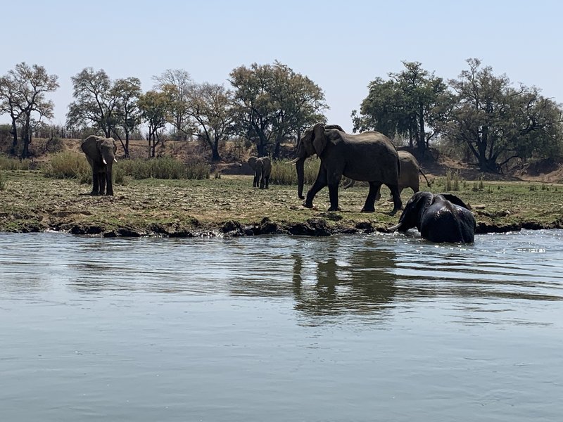 Not your usual spectators when fishing!