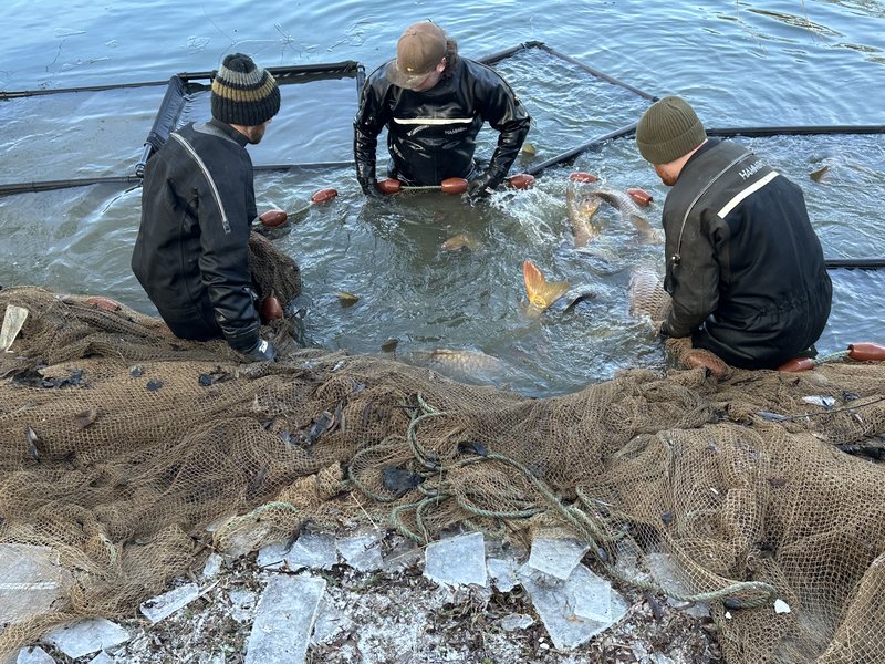 Springs netting in the cold