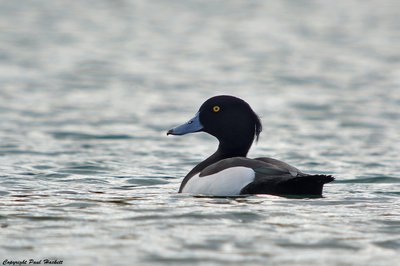 Tufted Duck