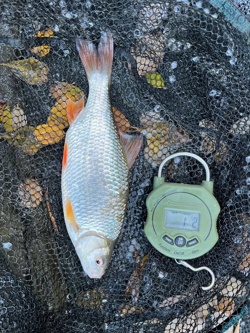 Matthew Wortherds had 4 roach over 1lb to 1-09 from Cherry Pool.